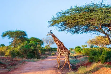 Kenya : Combiné circuit et hôtel Twiga Beach Resort & Spa 4* avec 2 nuits Tsavo Est/Ouest