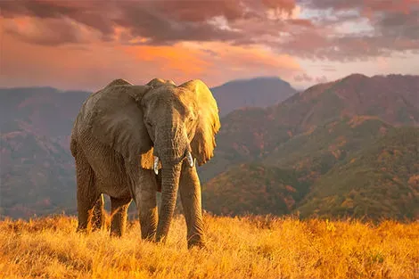 Kenya : Combiné circuit et hôtel Safari Masai Mara (4 nuits) + extension au Pinewood Beach Resort & Spa