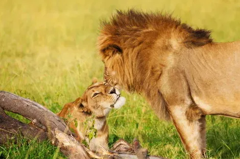 Kenya : Combiné circuit et hôtel Savane et Sable sur la Terre du Roi Lion