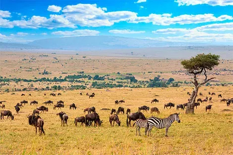 Kenya : Combiné circuit et hôtel Safari Masai Mara (4 nuits) + extension au Neptune Paradise Beach Resort & Spa