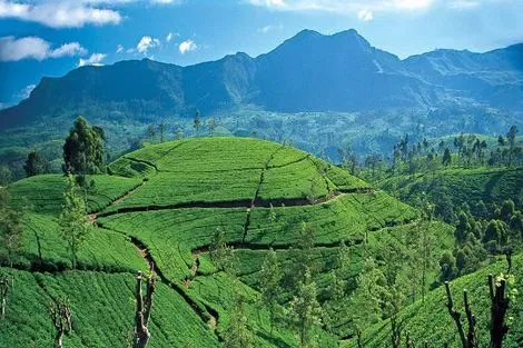 Sri Lanka : Combiné circuit et hôtel Kappa Découverte Au Sri Lanka 4* & Extension au Citrus Waskaduwa