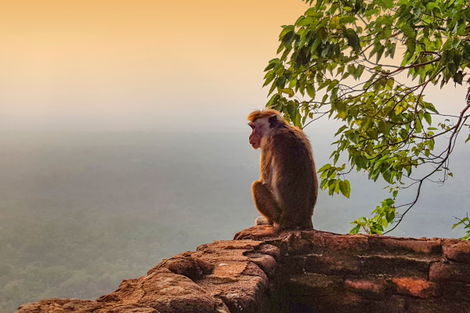 Sri Lanka : Combiné circuit et hôtel Simplement Sri Lanka + extension Framissima Heritance Ahungalla