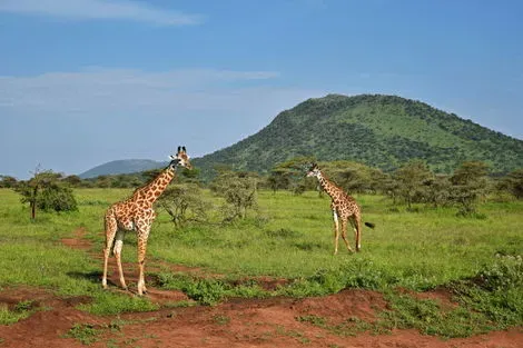 Tanzanie : Combiné circuit et hôtel Des Lodges de Tanzanie à l'Archipel de Zanzibar, plage de Matemwe