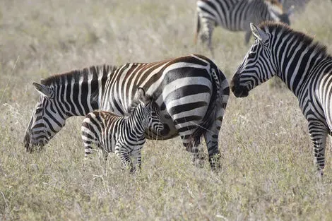 Tanzanie : Combiné circuit et hôtel Bella Vista Resort 4* avec 1 nuit au Parc de Selous