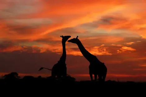 Tanzanie : Combiné circuit et hôtel Bella Vista Resort 4* avec 2 nuits au Parc de Selous