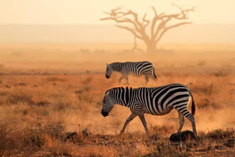 Tanzanie : Combiné circuit et hôtel Club Jumbo Reef & Beach Resort 4* avec 2 nuits au parc de Selous avec vols Emirates - Vente Flash