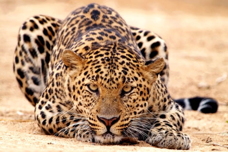 Tanzanie : Combiné circuit et hôtel Diamonds Bijoux Zanzibar 5* avec 1 nuit au Parc de Selous