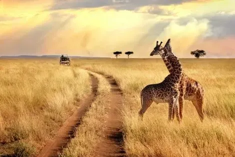 Tanzanie : Combiné circuit et hôtel Framissima Paje Palms Beach Resort 4* avec 1 nuit au Parc de Saadani