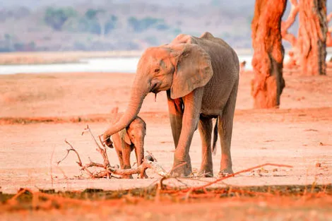 Tanzanie : Combiné circuit et hôtel Royal Zanzibar Beach Resort avec 1 nuit au Parc de Selous