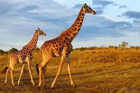 Tanzanie : Combiné circuit et hôtel Safari Saadani et Séjour SeaClub Karafuu Beach Resort & Spa