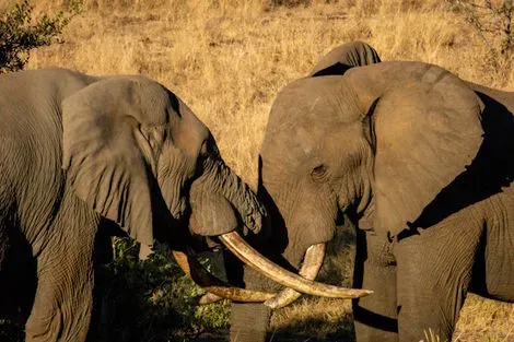 Tanzanie : Combiné circuit et hôtel Sultan Sands Island Resort & Spa 5* avec 1 nuit au Parc de Selous