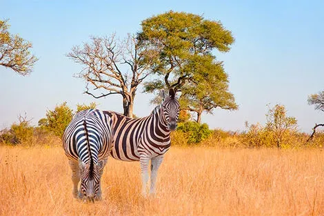 Tanzanie : Combiné circuit et hôtel Fram Sélection AHG Sun Bay Mlilile Beach 4* avec 1 nuit au Parc de Selous