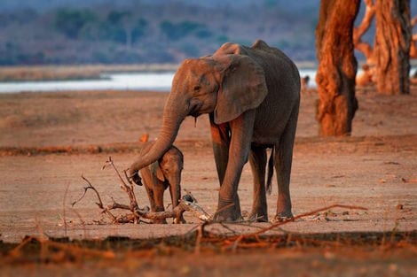 Zanzibar : Combiné circuit et hôtel Sultan Sands Island Resort& Spa 4*sup avec 1 nuit au Parc Selous