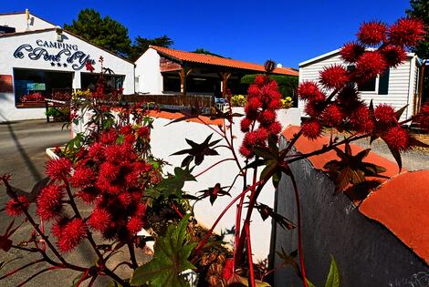 France : Camping Le Pont D'yeu