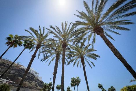 Grande Canarie : Hôtel Holiday Club Playa Amadores