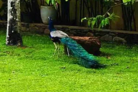 Sri Lanka : Hôtel Hiding Unawatuna