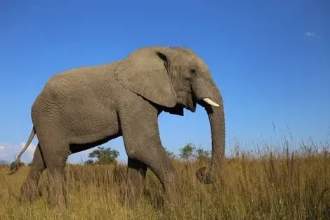 Circuit Des Réserves du Zimbabwe aux Chutes Victoria johannesbourg Afrique Du Sud