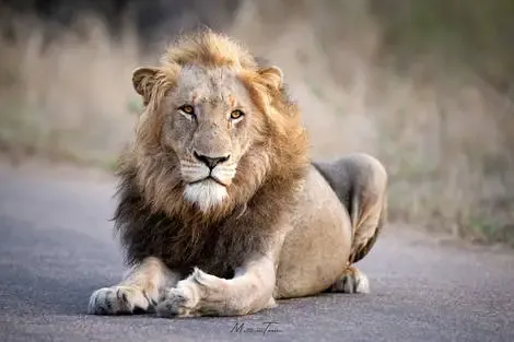 Hôtel Royal Kruger Lodge and spa + Safari VF johannesbourg Afrique Du Sud