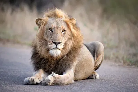 Hôtel Royal Kruger Lodge and spa + Safari johannesbourg Afrique Du Sud