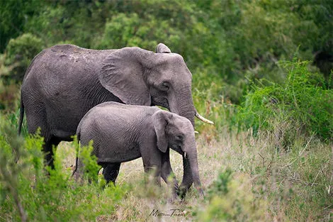 Parc Kruger