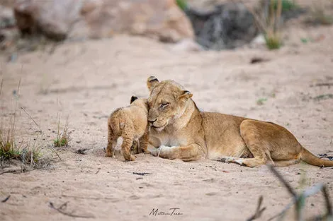 Parc Kruger
