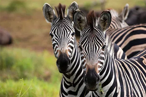Parc Kruger