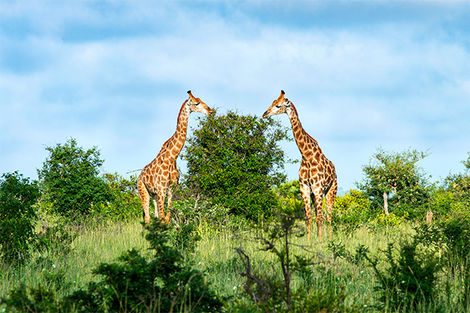 Parc Kruger