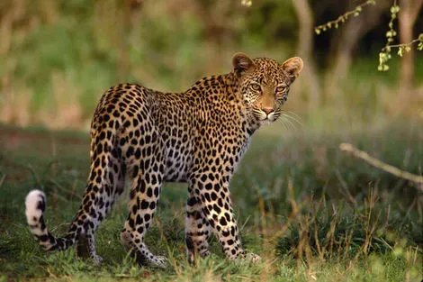 Animaux Parc Kruger