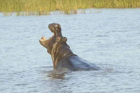 Hippopotame - Sainte Lucie
