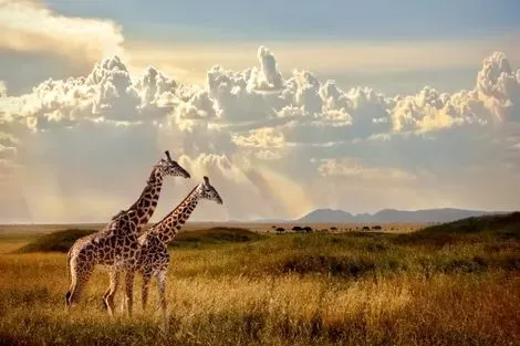 Circuit I love Afrique du sud, chutes Victoria & parc Chobe 2024 le_cap Afrique Du Sud