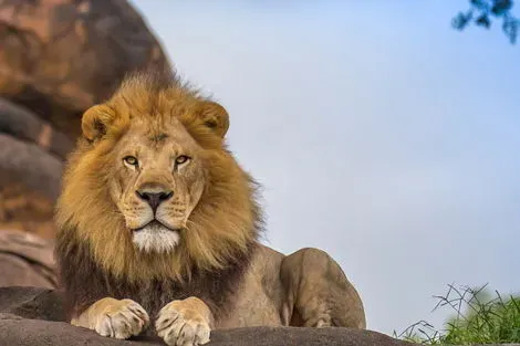 Kruger