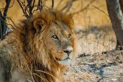 Circuit L'Afrique du Sud Intimiste & Chutes Victoria le_cap Afrique Du Sud