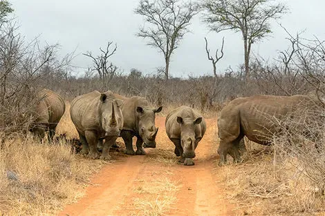Safari rhinocéros