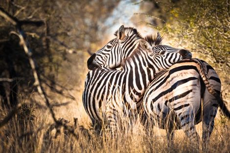 Safaris