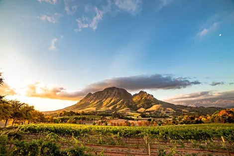 Vignoble