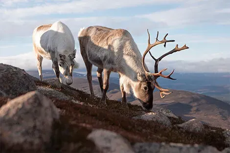 Rennes des Cairngorms