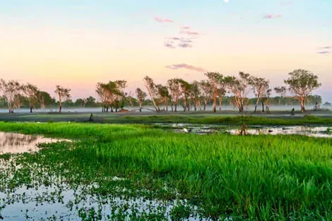Kakadu