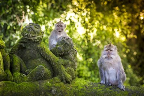 Forêt des singes - Ubud