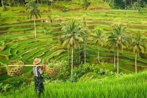 Rizières de Tegalalang