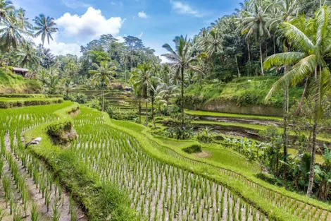 Combiné hôtels Jungle et Sable de Bali denpasar Bali