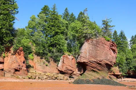 Baie de Fundy (Hopewell rocks)