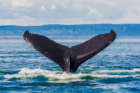 Baleine Tadoussac