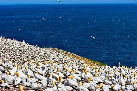 Fous de Bassan, Ile-Bonaventure-et-du-Rocher-Percé