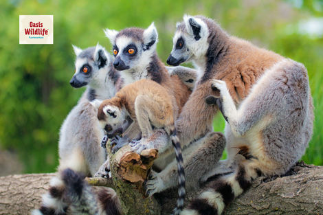 Oasis Wildlife