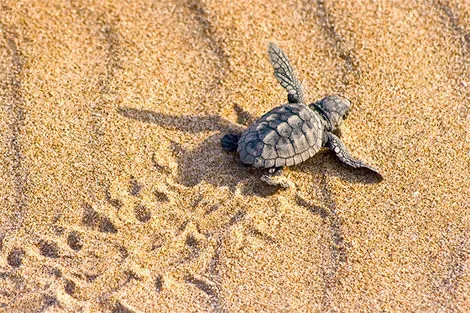 Tortue carreta