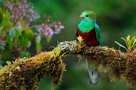 Quetzal