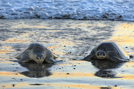 Tortue de mer
