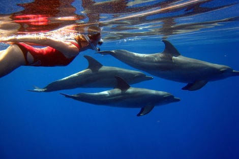 Nage avec les dauphins