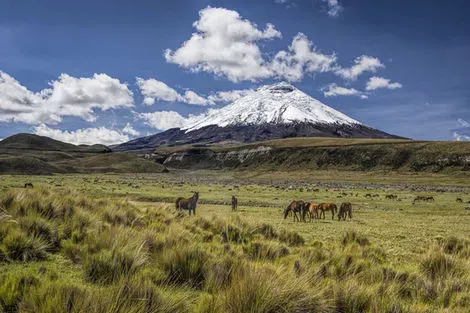 Circuit Découverte de l'Équateur et des Galapagos - Limité à 18 pers. quito Equateur