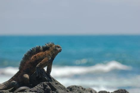 Galapagos